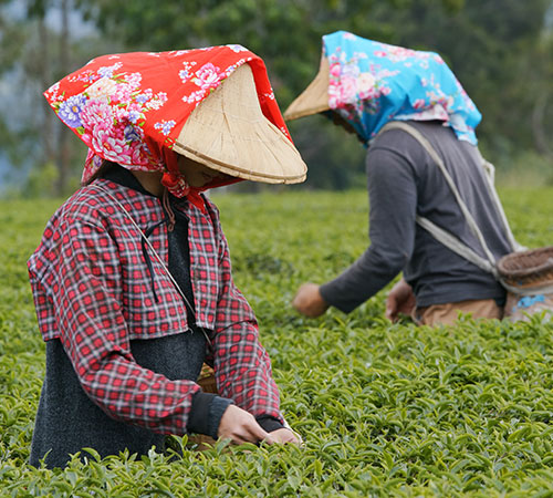 Best of Darjeeling Tour